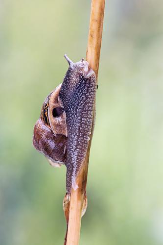 Garden snail (Cornu aspersum) scaling a dried stem