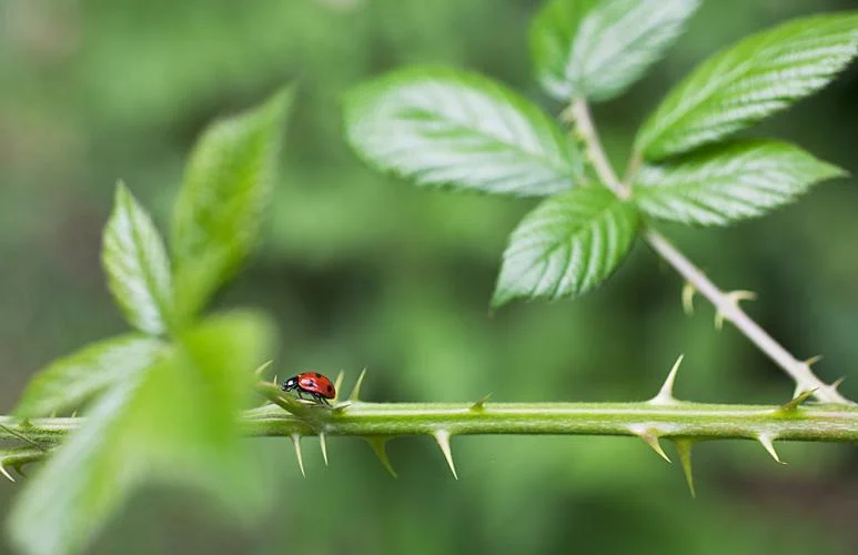 A visiting 7-spot ladybird (Coccinella septempunctata) on new bramble shoots