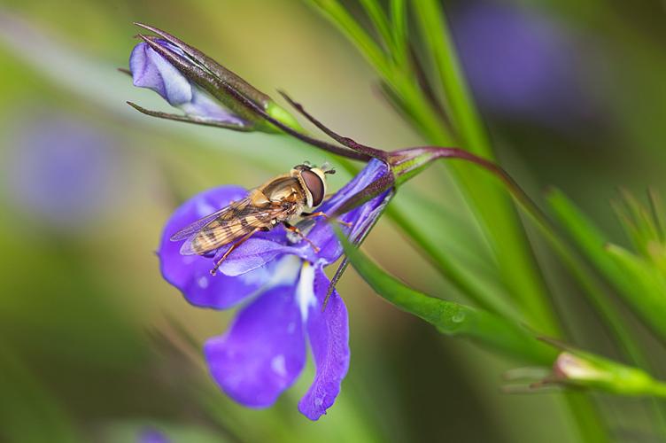 Nectar seeking hoverfly visiting Lobelia 'Sapphire'