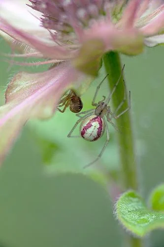 Candy-stripe spider shedding its skin on Monarda fistulosa