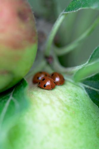 Seeking shade three ladybirds on Worcester apple