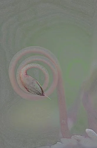 Cyclamen hederifolium