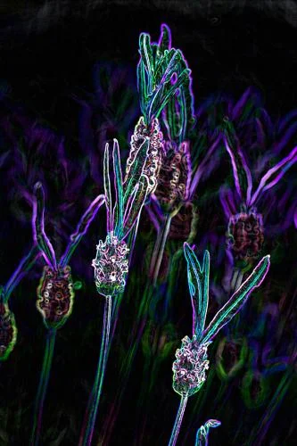 Lavender stoechas