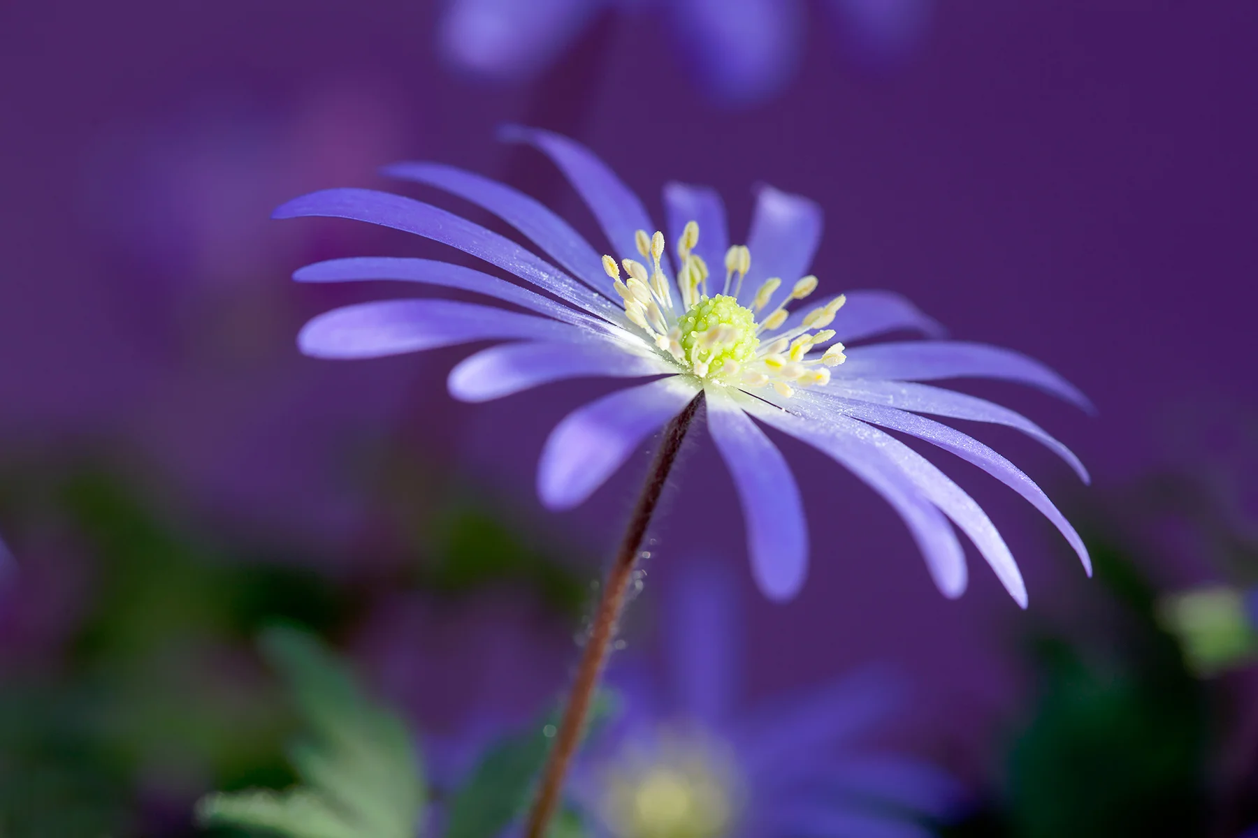 1800_Anemone banda blue_MG_5305.jpg