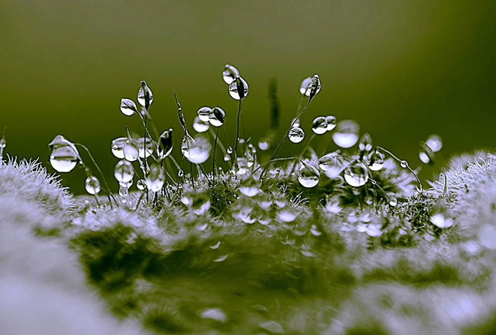 Brachythecium Rutabulum (moss)