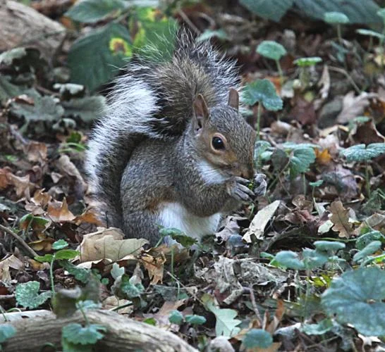 Grey squiirrel (Sciurus carolinensis) nibbling acorn