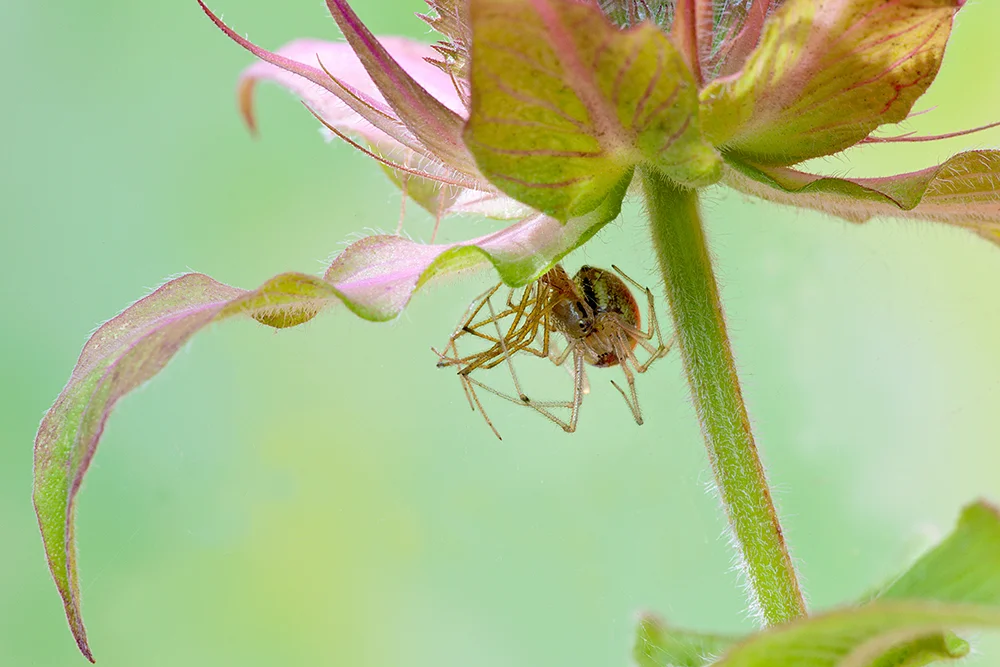 Candy-stripe spider shedding its skin on Monarda fistulosa