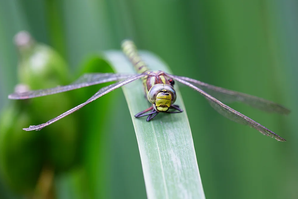 Aeshna cyanea (Southern hawker dragonfly)