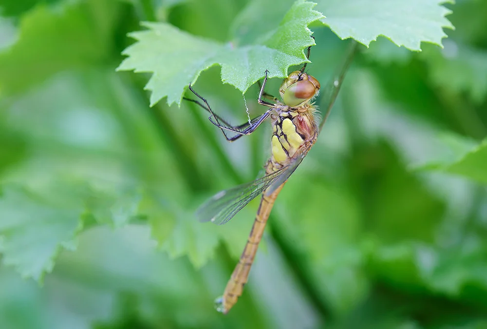 Sympetrum sanguineum (Ruddy darter dragonfly)