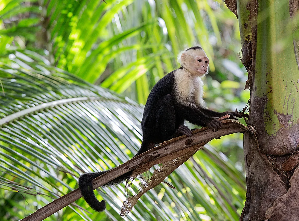 White-throated Capuchin monkey