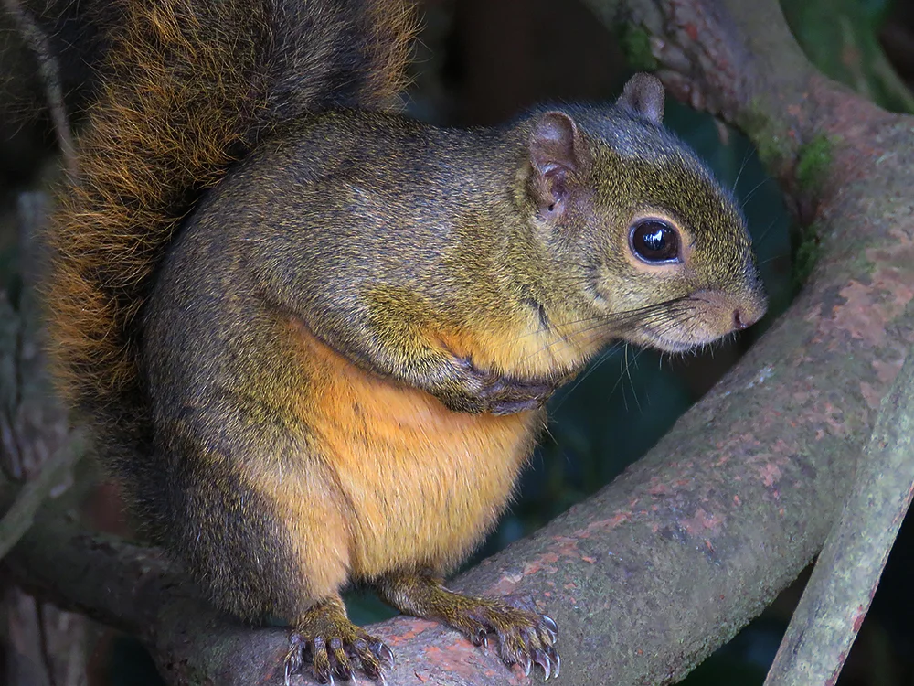 Variegatoides)variegated squirrel (Sciurus variegatoides)