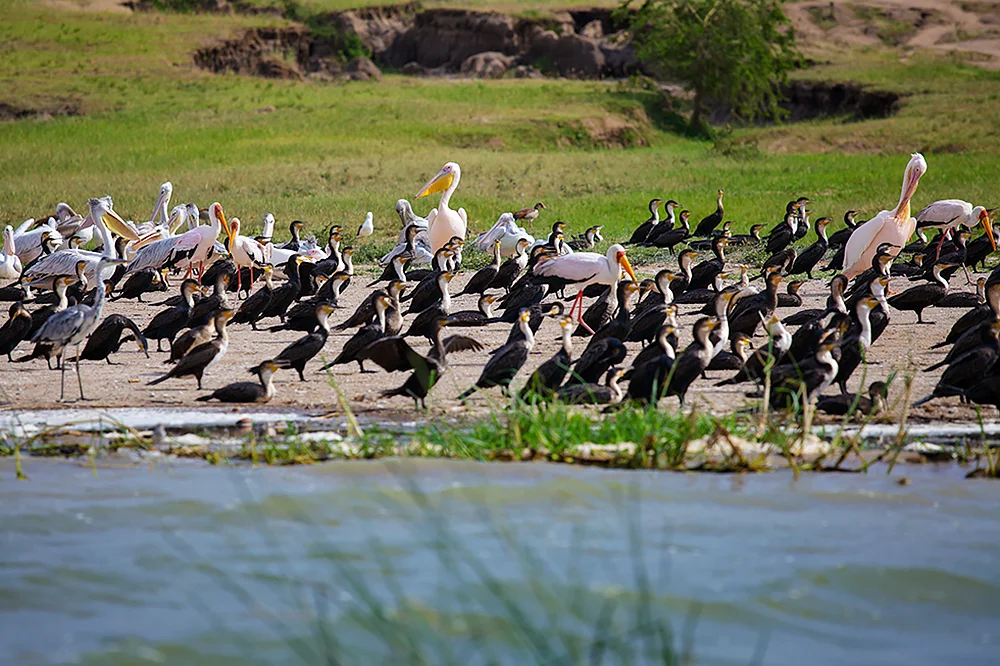 Queen Elizabeth National Park, Uganda: Pelicans, cormorants, storks gather at the river edge