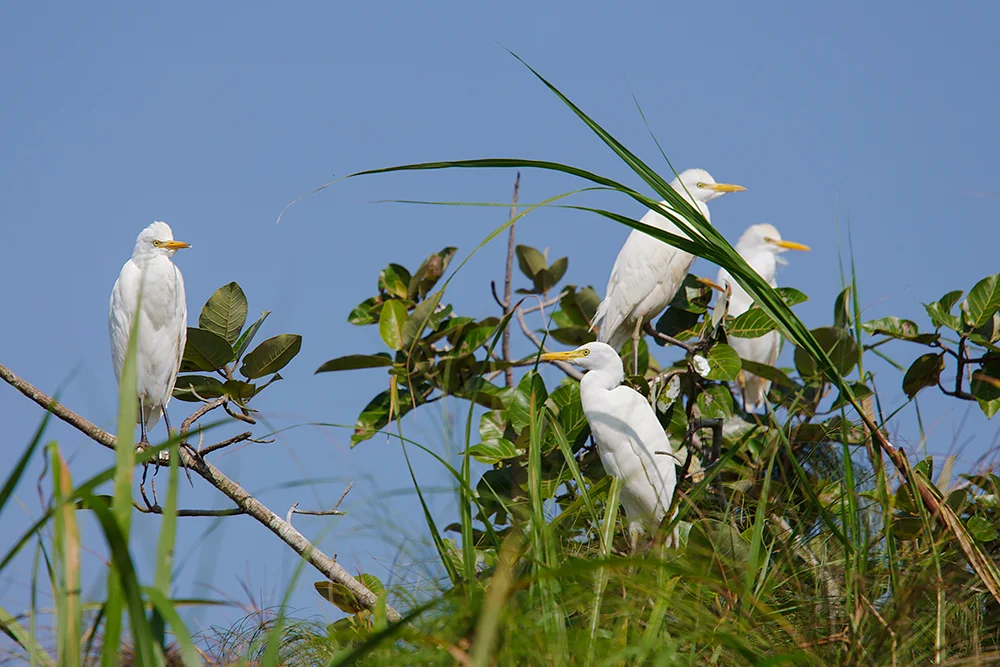 Uganda: Gattle egrets