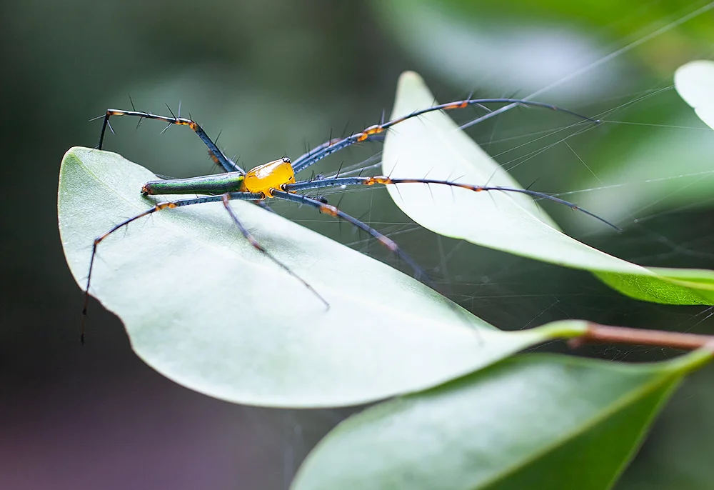 Madagascar Green lynx spider