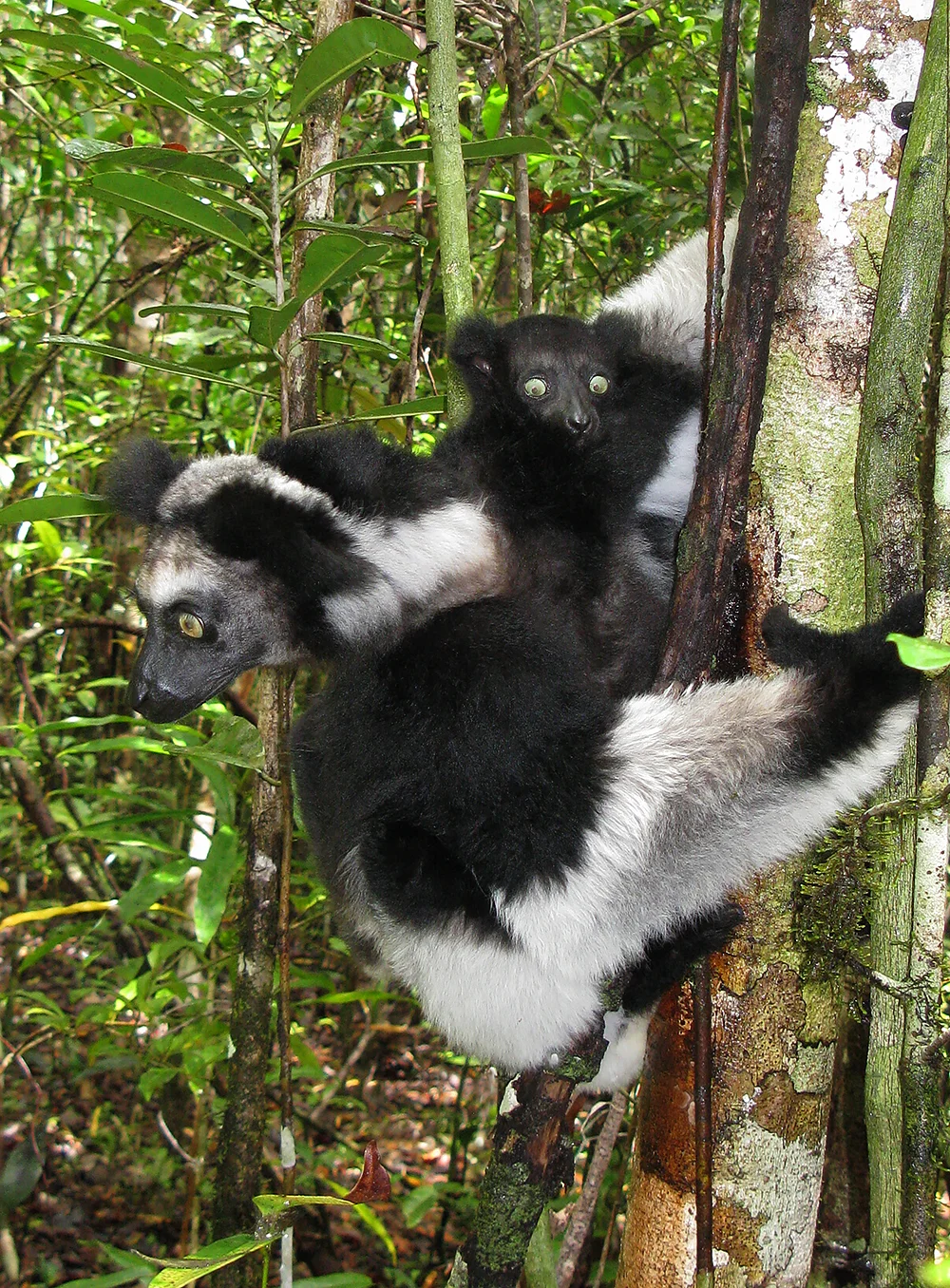 Madagascar: Indri lemur and baby. Endangered.