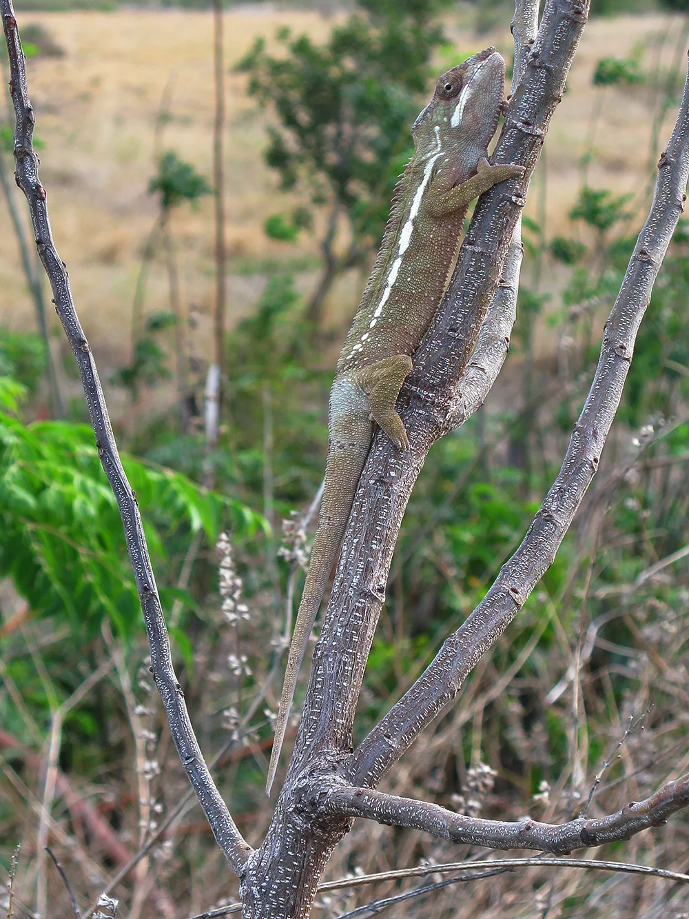Madagascar Iguana