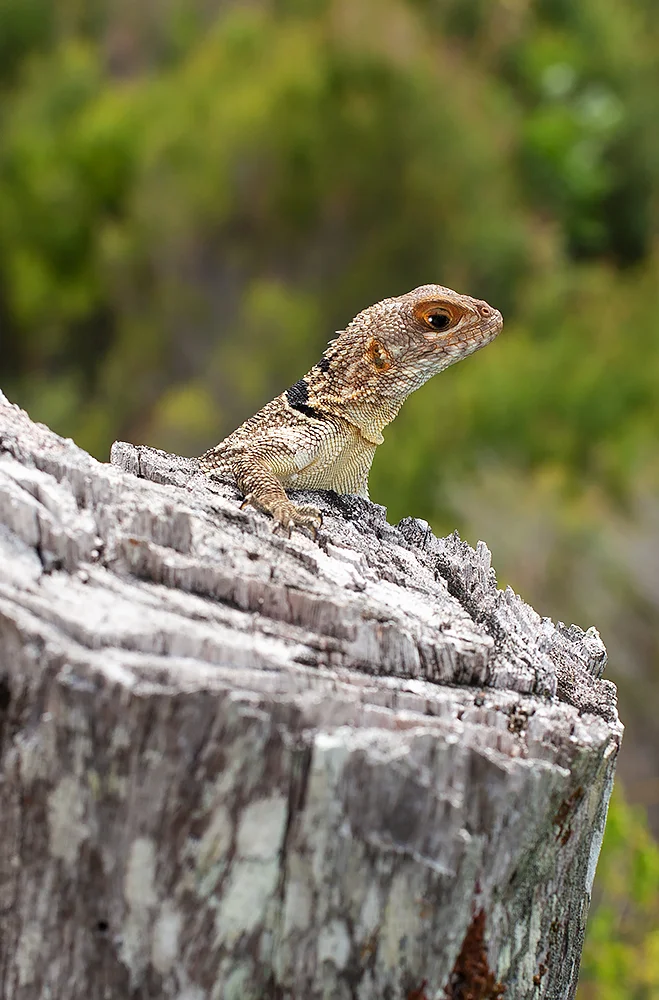 Madagascar Collard Iguana