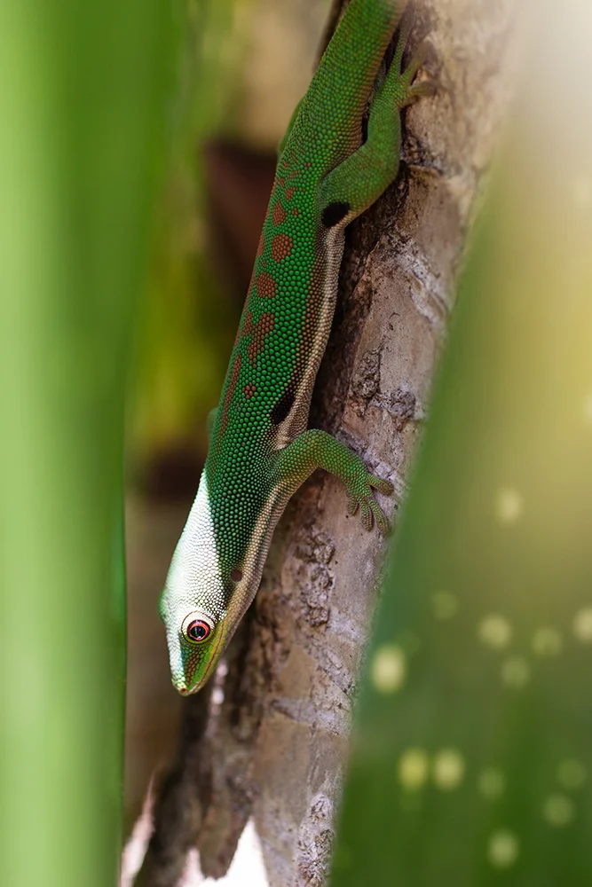Madagascar Day Geko. Endangered.
