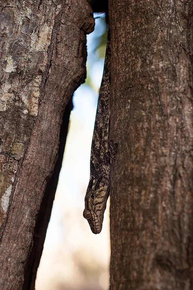 Madagascar lizard
