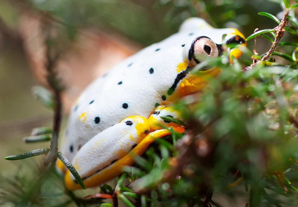 Madagascar: Heterixalus punctatus frog
