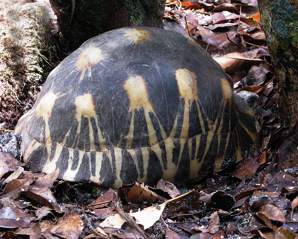 Madagascar: Radiated tortoise. Endangered.