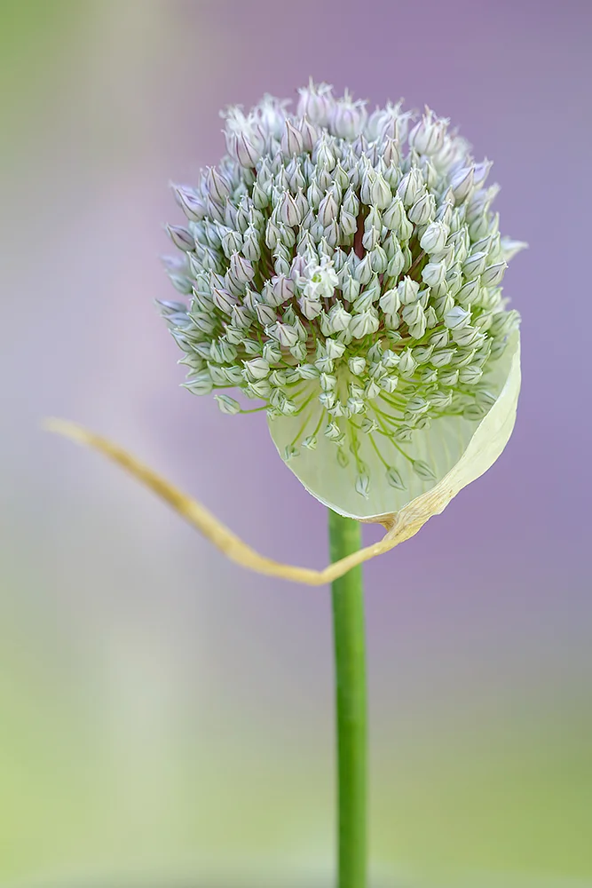 1000_Allium ampeloprasum_E2A4024 copy.jpg