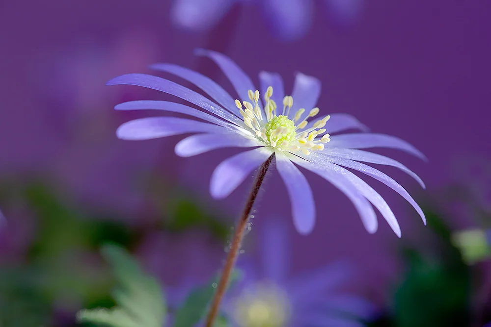 1000_Anemone banda blue_MG_5305 copy.jpg