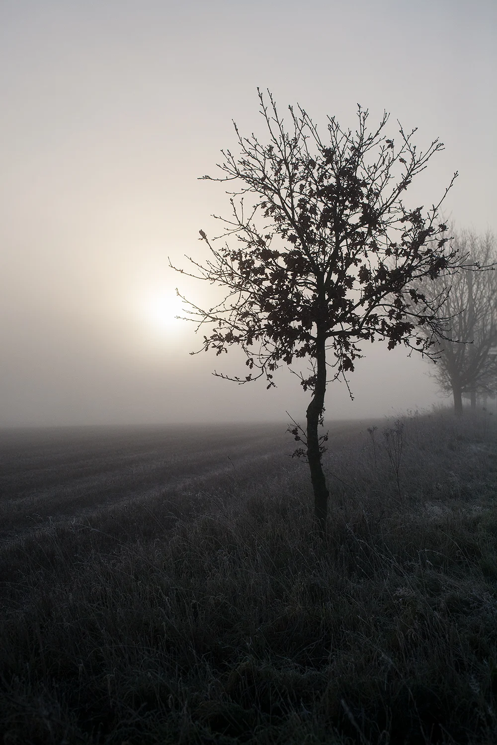 1000_English oak, Quercer robur in mist_MG_0093 copy.jpg