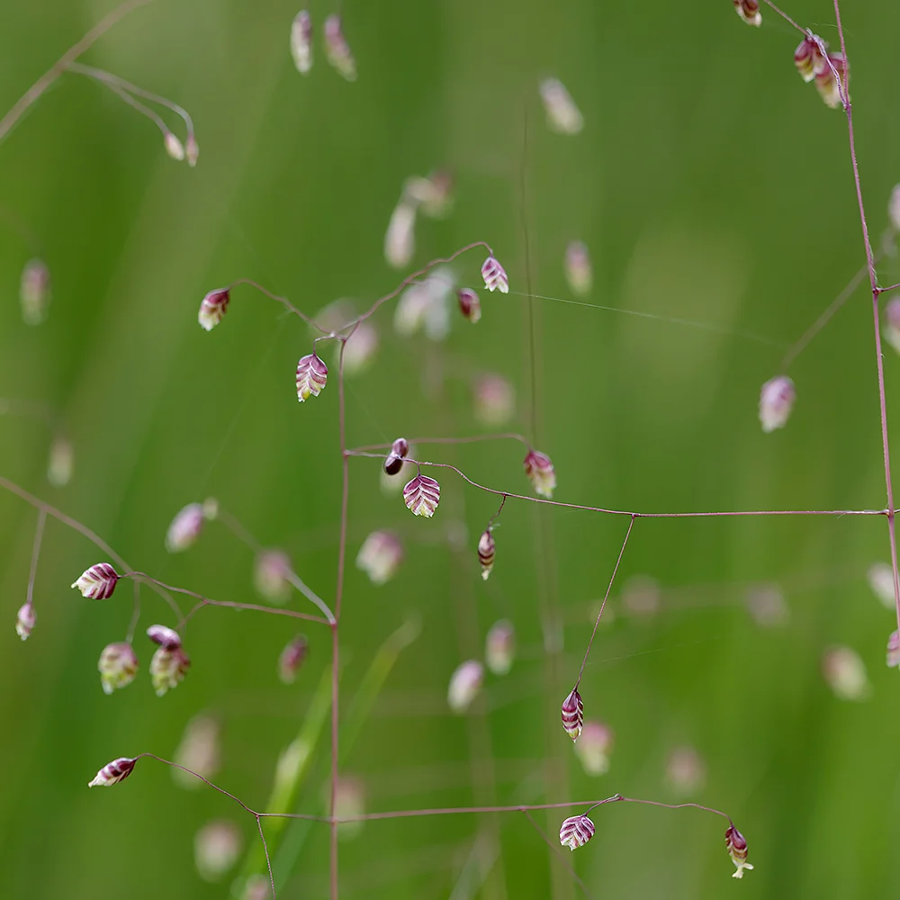 1000_grass briz_E2A2076.jpg