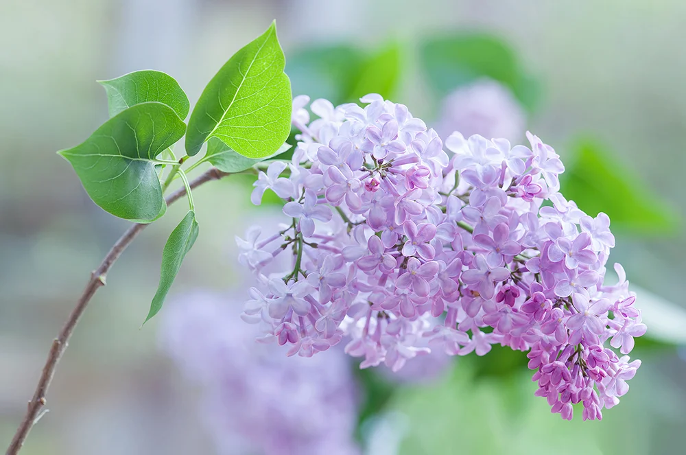 1000_Syringa vulgaris_Lilac_MG_0692.jpg