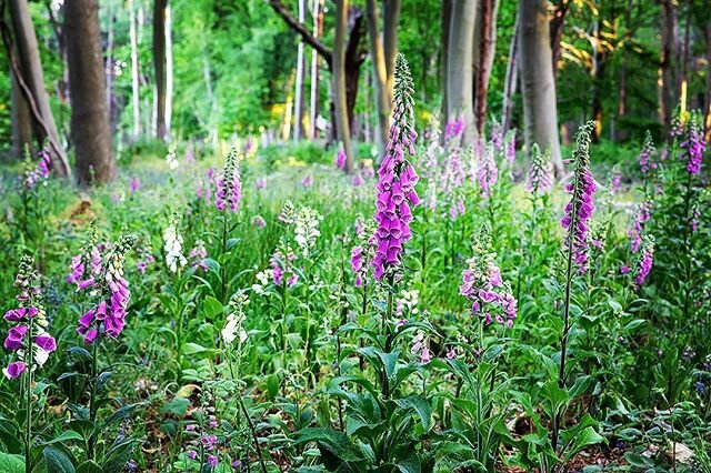 Foxglove doing well in my local woods- I even got up very early to take this #foxglove #foxgloves #woodland #wildlife #wildlifephotography #wild #flowersofinstagram #flowers🌸 #naturalbeauty #natural #naterphotography