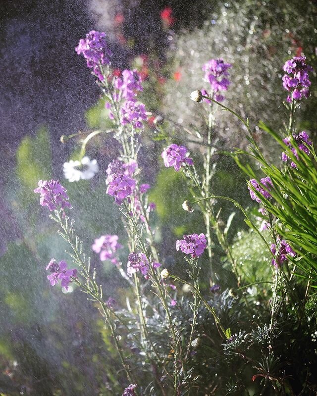 Rain brings it&rsquo;s own beauty #rain #rainy #rainydays #flowersofinstagram #bowlesmauve #daisy #naturelover #gardens #photographer #gardenphotographer #summertime