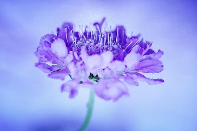 Scabious &lsquo;Blue note&rsquo; now in flower #perennialplant #blue #plantlover #naturelover #photoshoot #photoart #photos #gardeners