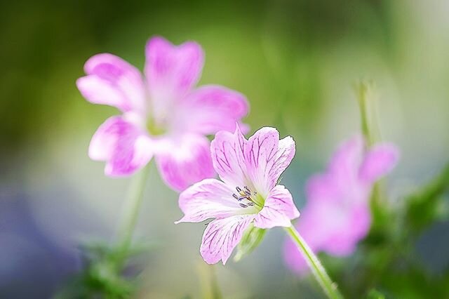 Geraniums are flourishing at this time of year #flowersofinstagram #geranium #naturelover #natureshot #natureshot #photographer #fineart