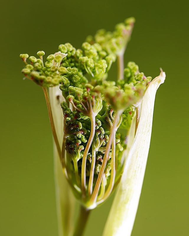 I am always fascinated by the way these stems and flower buds of the fennel plant are packed together and slowly bust out of their skin. #fennel #herbs #naturephotos #naturalbeauty #photograph