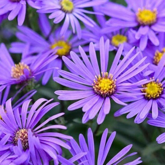 Here are some Michaelmas daisies - as today is Michaelmas day.. 

The day traditionally associated with the beginning of autumn and the shortening of the days..
 
Michaelmas marked the day when the harvests were completed, marking of the end of the p