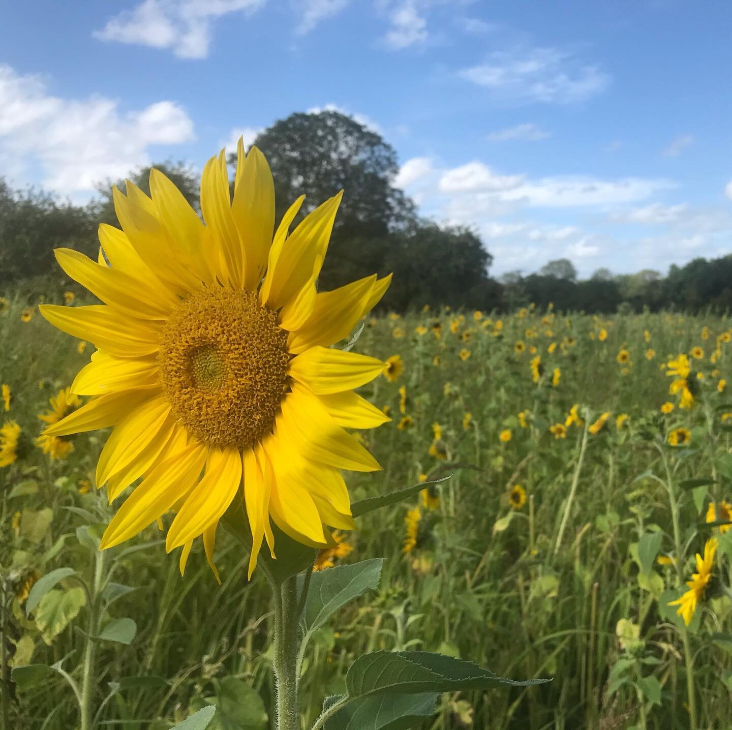 Tournesol 🌻 - the name in French for a Sunflower! It means &lsquo;turn to the sun&rsquo;, which is what sunflowers do throughout the day.

If you want to sleep well, try upping your sunlight intake throughout the day - have breakfast or work by a wi