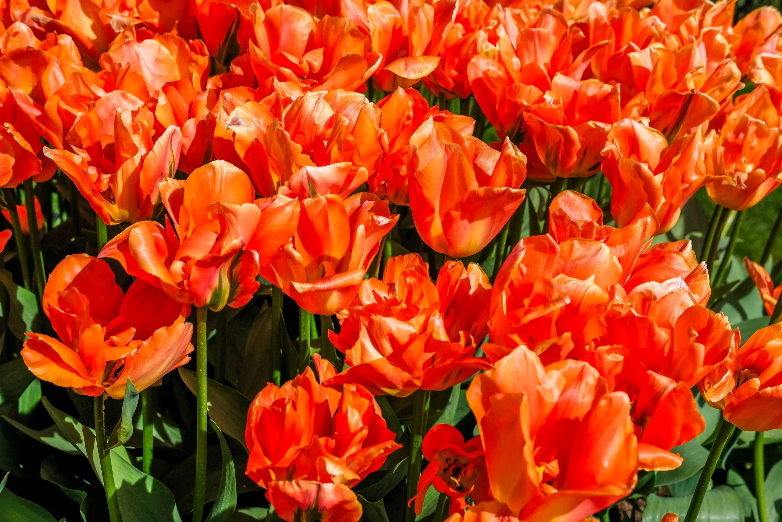 flowers.jpg