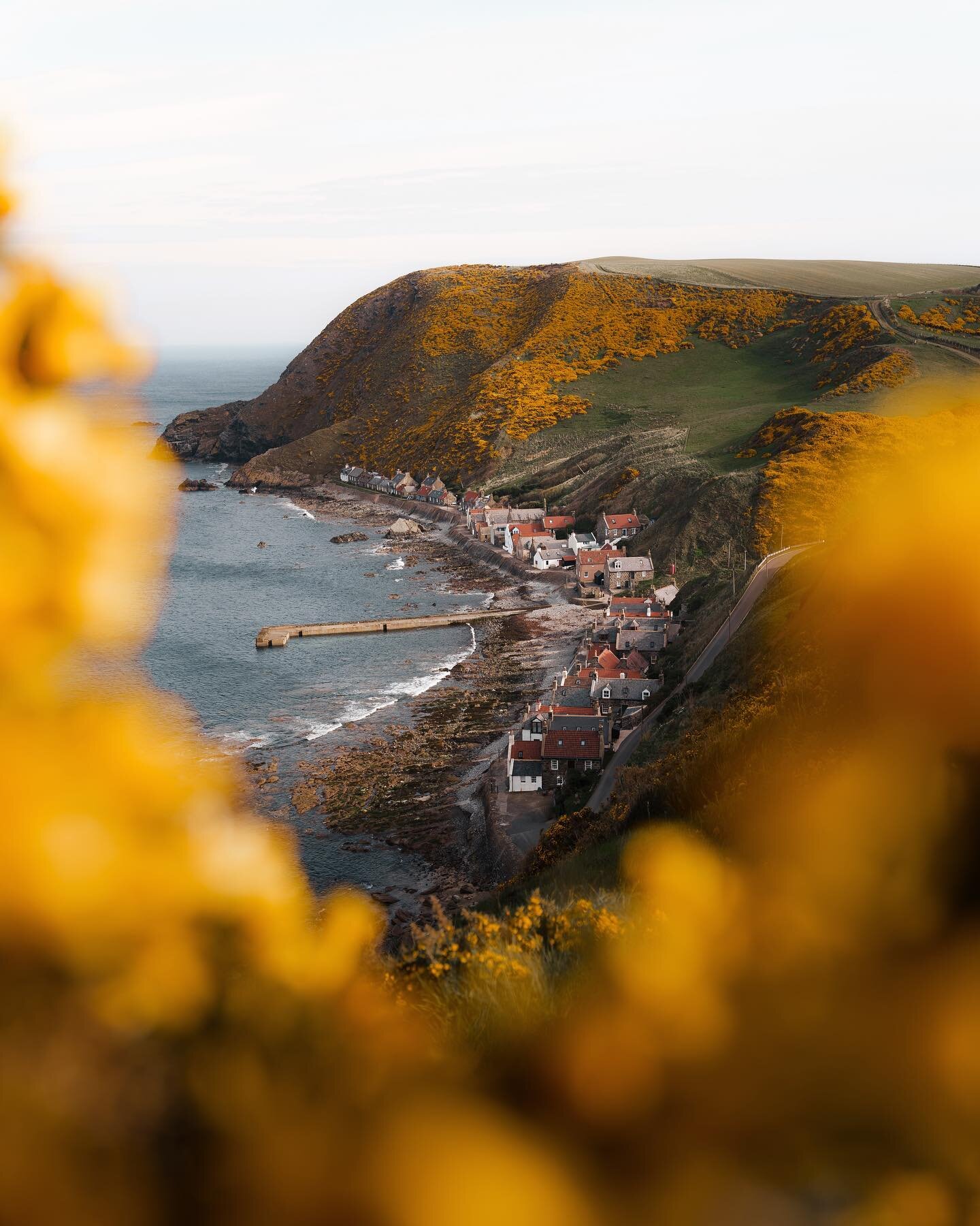 Did I take a picture of the yellow flowers all over Crovie?

Of gorse I did.