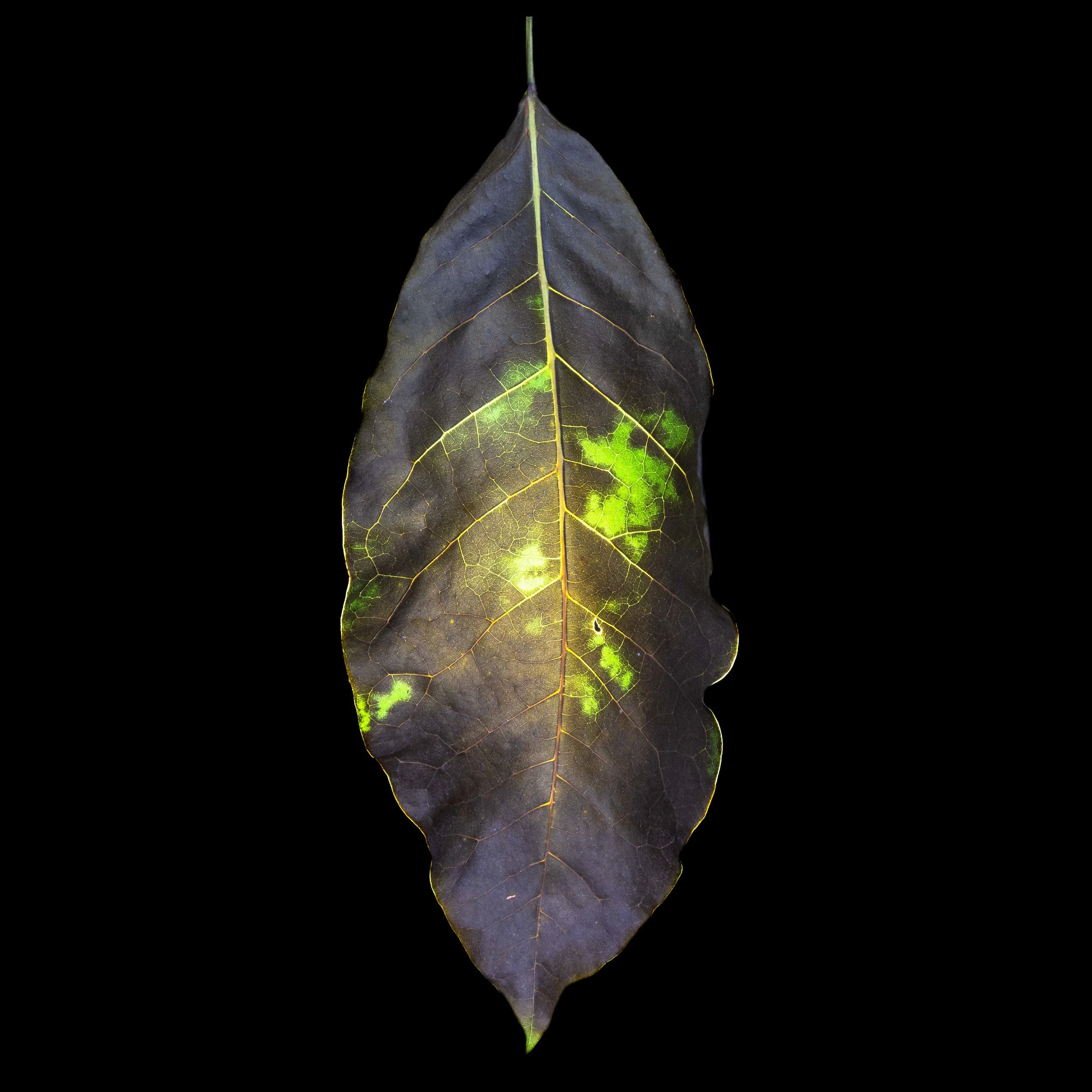 FOLHA | LEAF #06