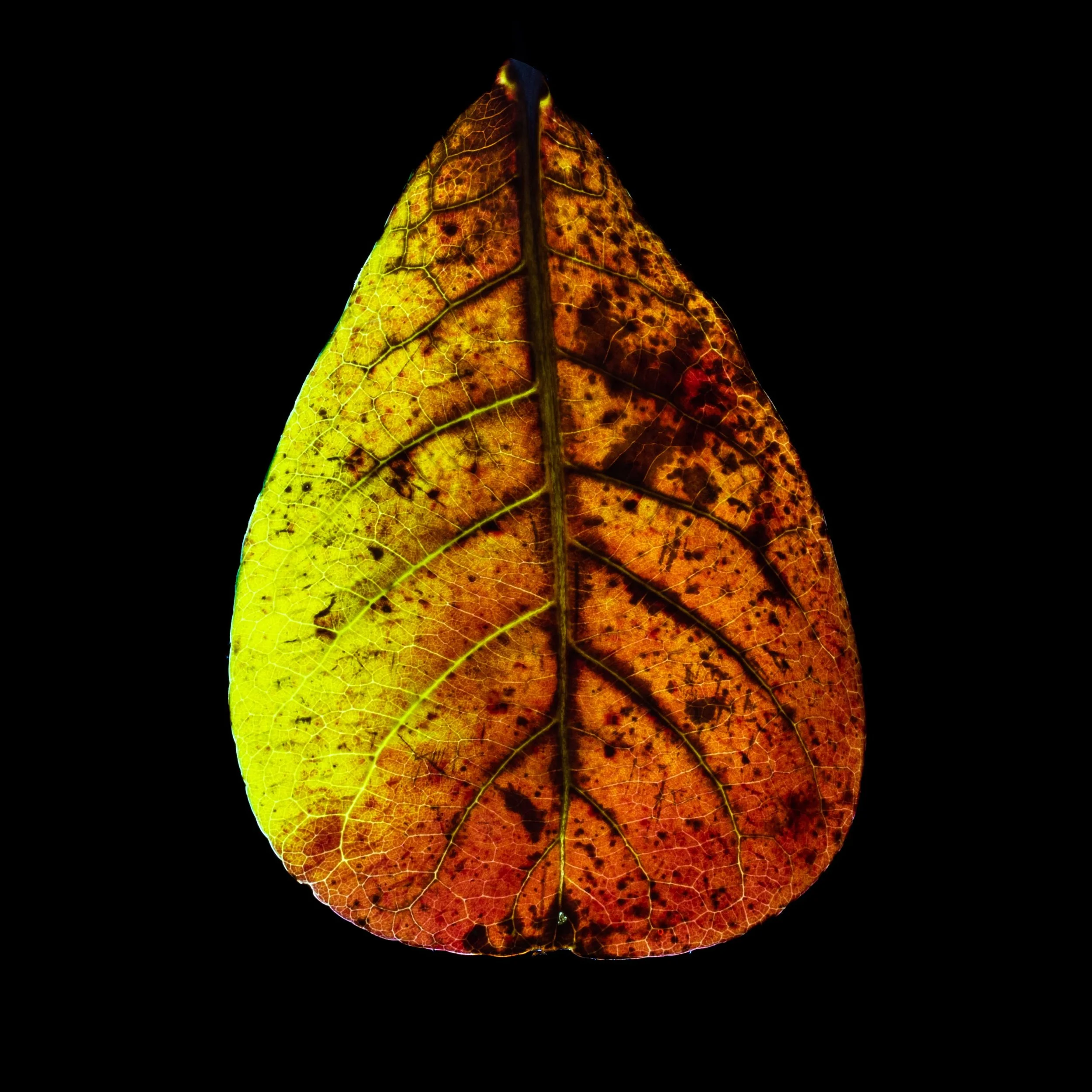 FOLHA | LEAF #05