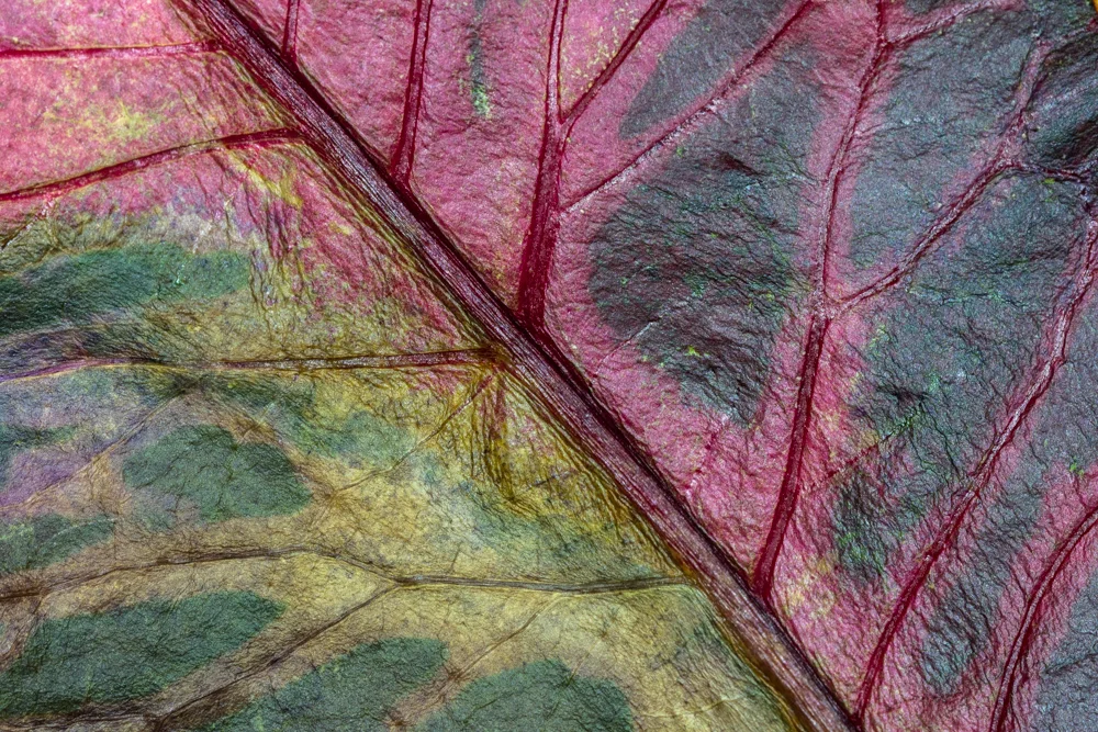 TEXTURA | TEXTURE #03
