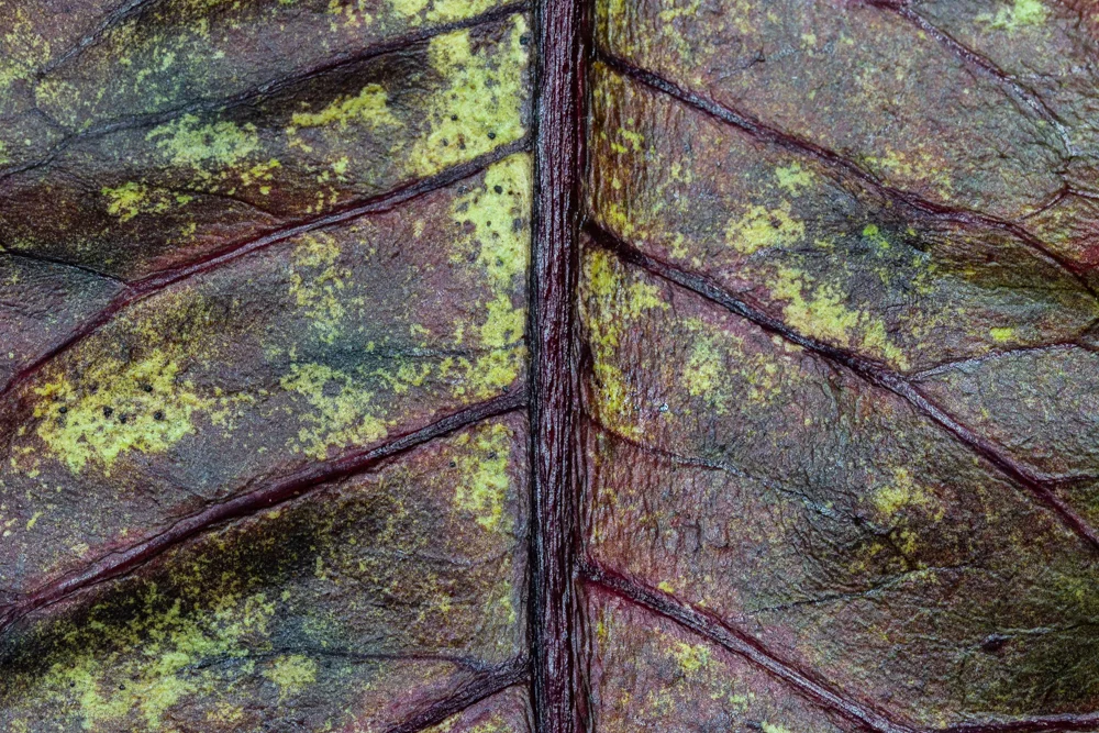 TEXTURA | TEXTURE #04