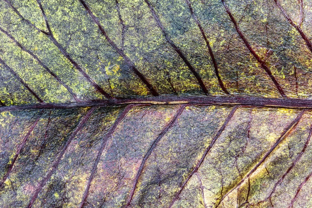 TEXTURA | TEXTURE #06