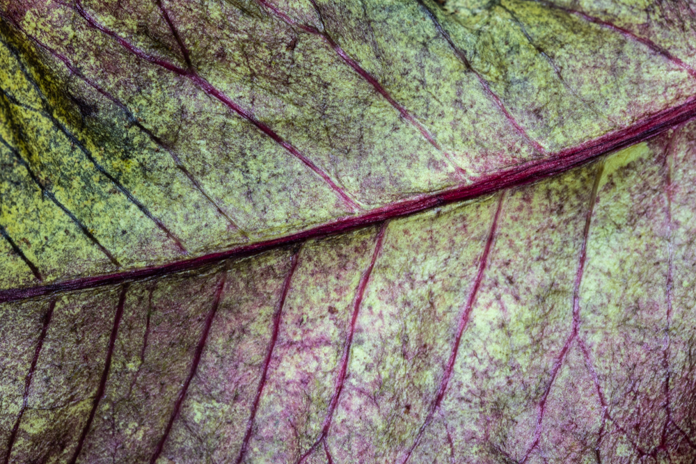 TEXTURA | TEXTURE #07