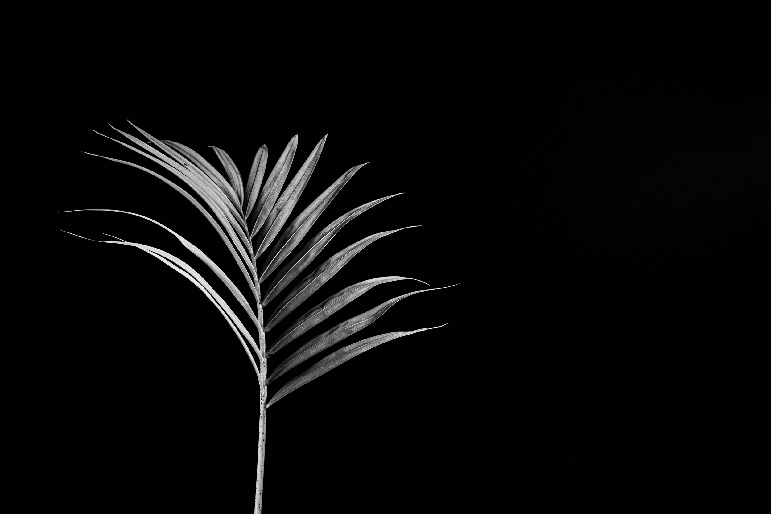 SUMI-Ê | SUMIE # 14