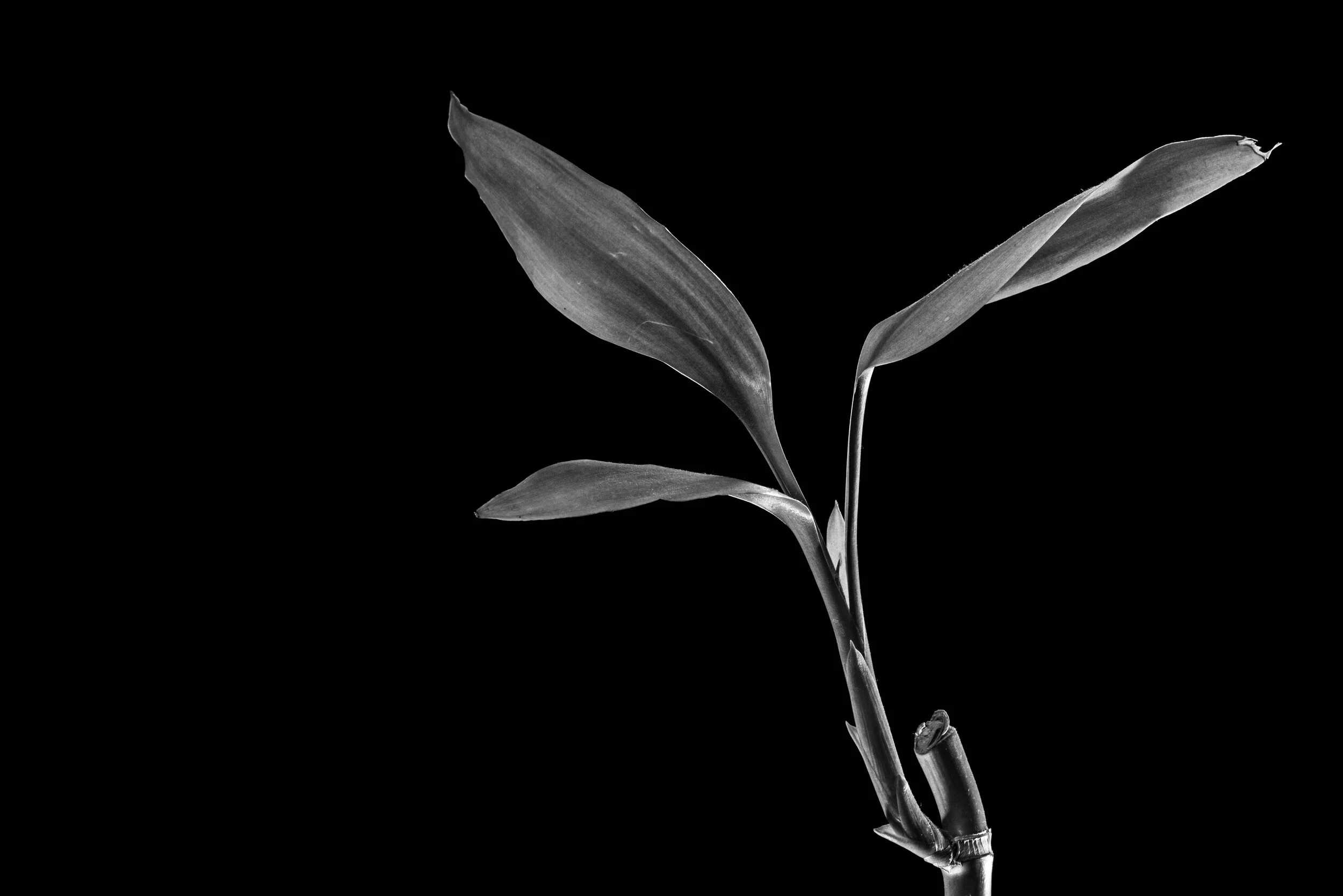 SUMI-Ê | SUMIE # 15