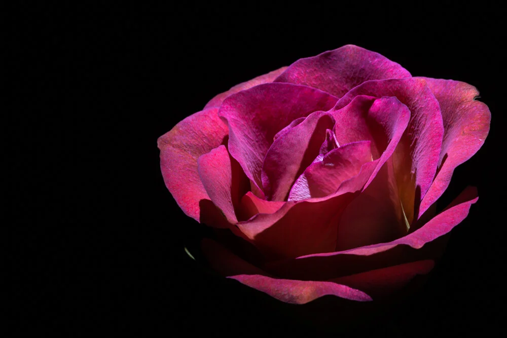 FLOR | FLOWER #01