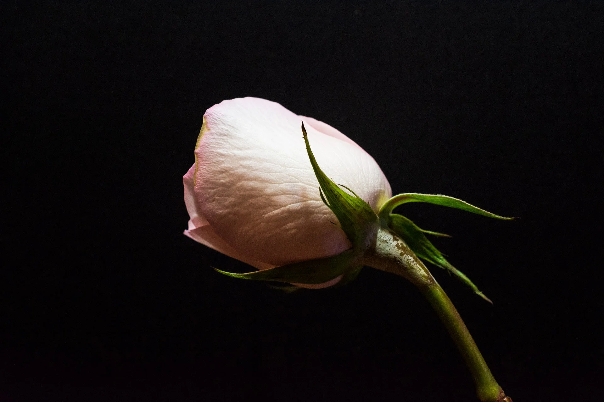 FLOR | FLOWER #27