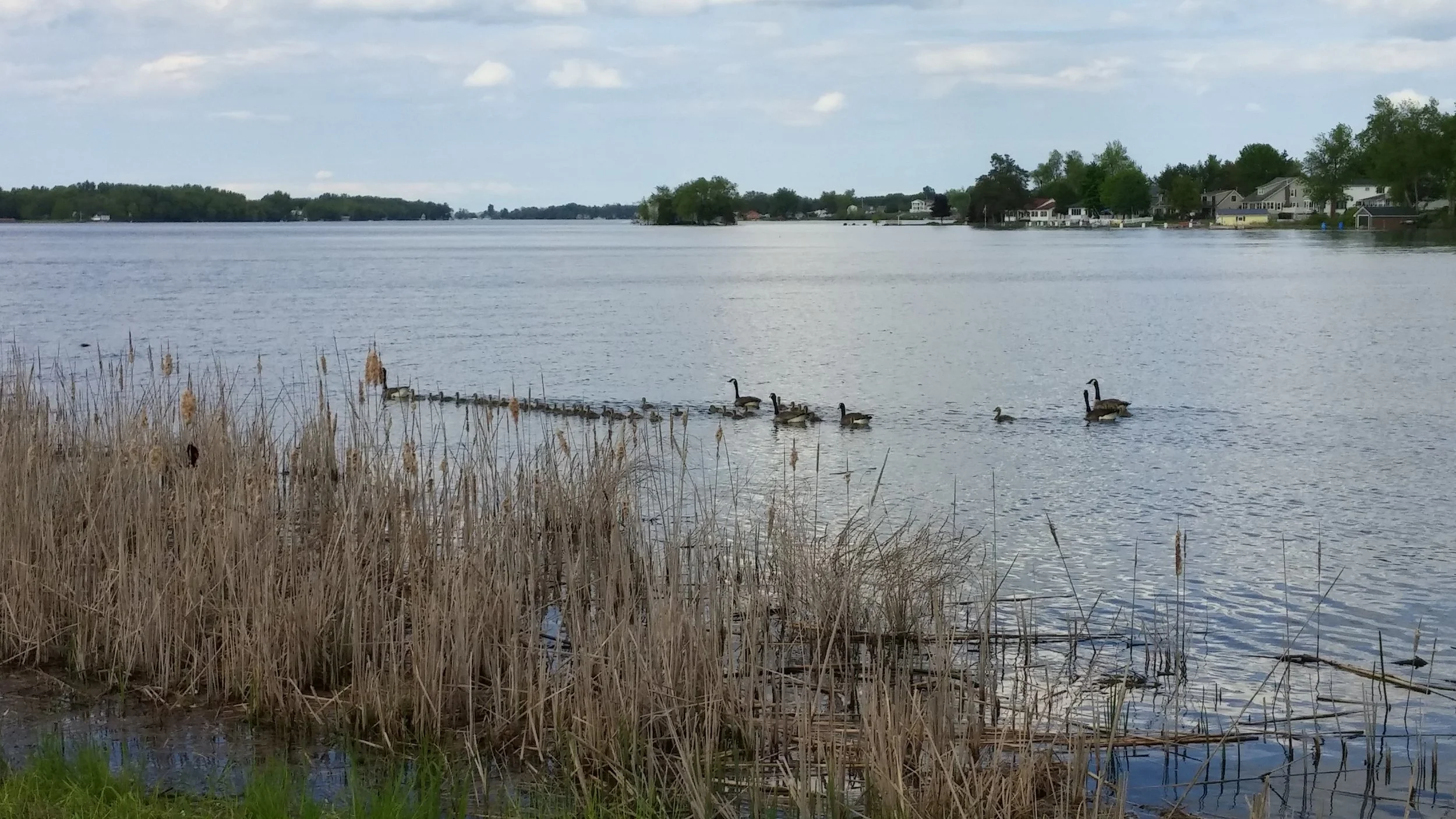 Geese at River.jpg